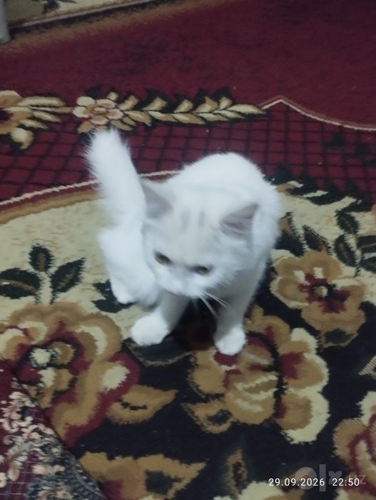 Mushuk bolasi tekin