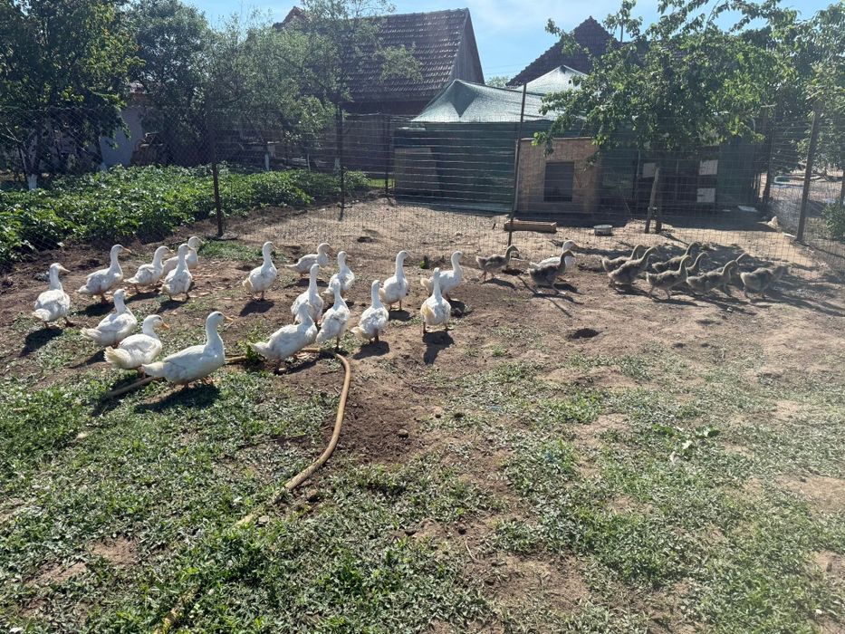 Rațe pekin de vânzare și gâște touse