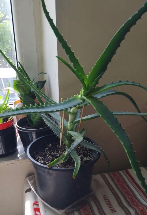 Diverse plante in ghiveci