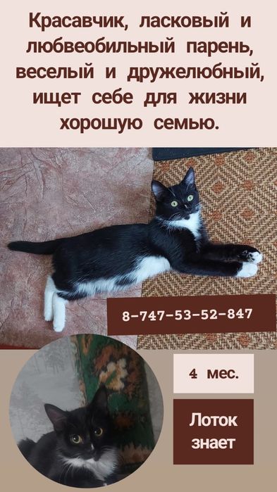 Котики ласковые :3