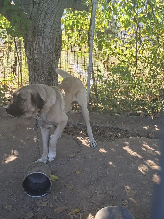 Vand câine kangal