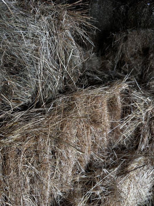 Baloti fan 2025 15lei/buc