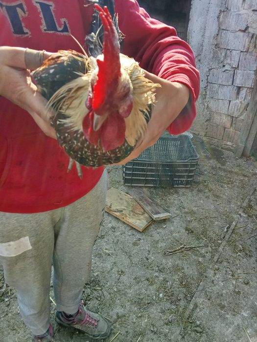 Vând cocoș de iopan