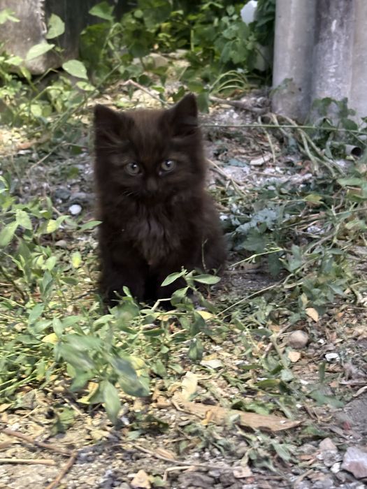 Отдам котика ,с доставкой
