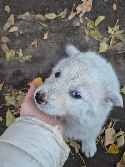 Щенки бесплатно в хорошие руки