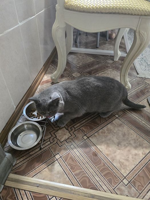 Кошка британка..