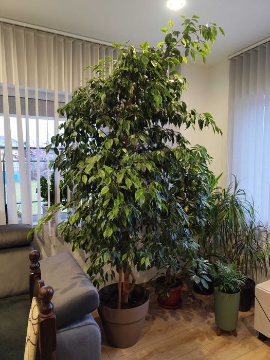 Бенджамин 2.20 м