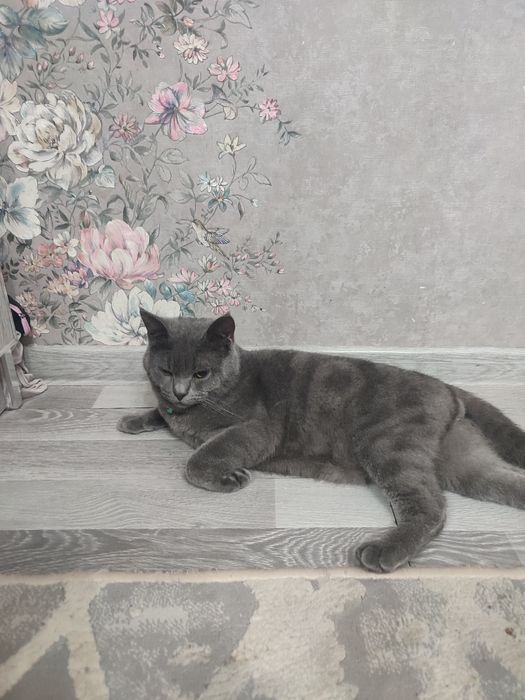 British Shorthair (Blue)