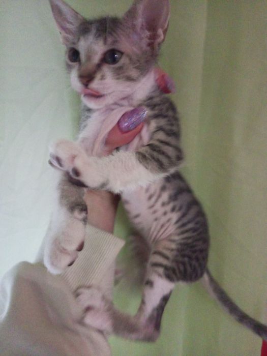 Продам сфинкса донского девочку бело-серый окрас