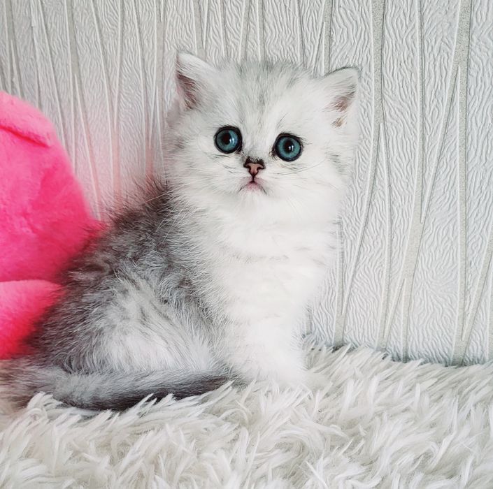 Британские серебристые шиншиллы
