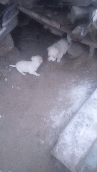 Отдам щенка. Две  Мальчик