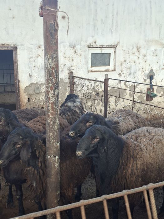 Продаем кучькаров абайских