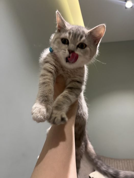 Шотландская кошка