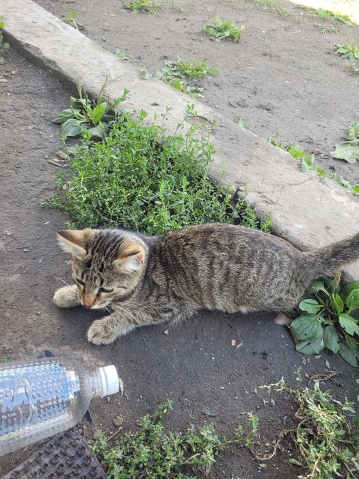 Отдам котенка пол года,мальчик