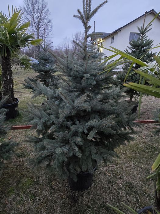 Brad argintiu cu radacina