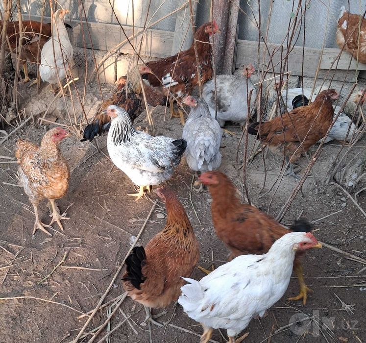 Продам молодых курочек и петушков.