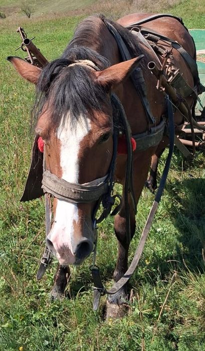 Vând cal cu ham și căruță