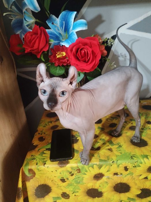 Sphynx Elf de vânzare