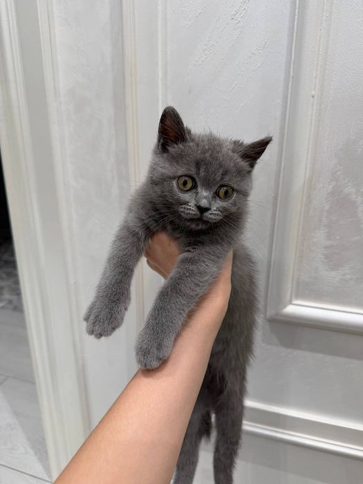 Mushuk sotaman Scottish Fold,Scottish Straight