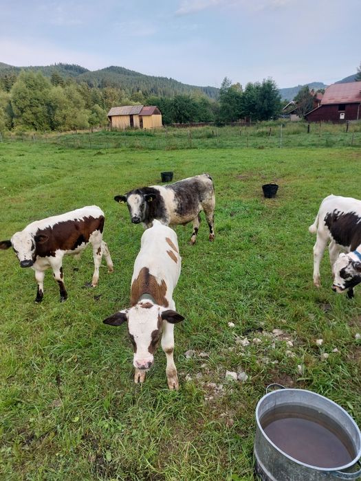 Patru taurasi de vanzare