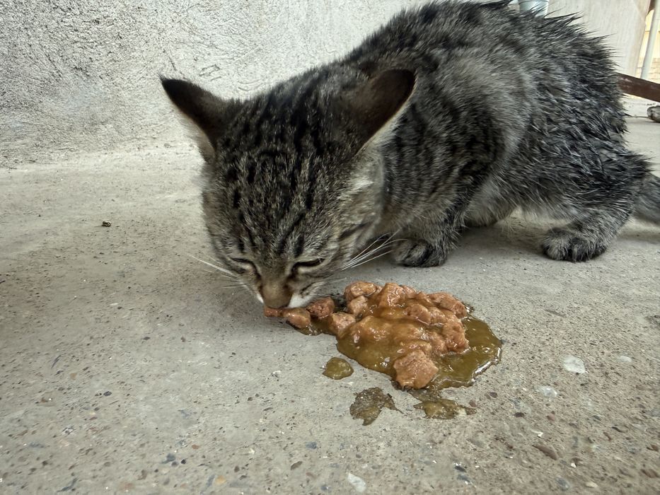 котенок/кошка.