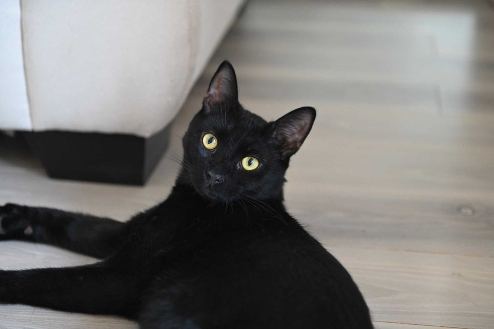 Motanel negru, sterilizat, aproximativ 10 luni — Masi, foarte simpatic