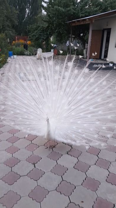 Индийский павлины .