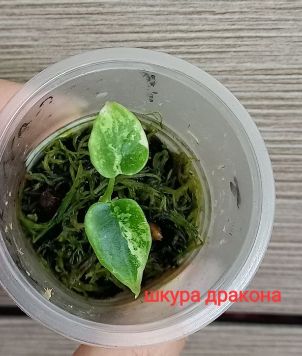 Продажа алоказий