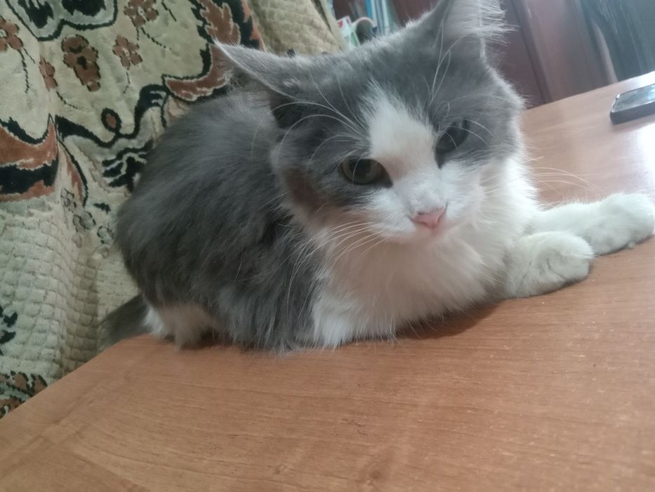 Домашние животные