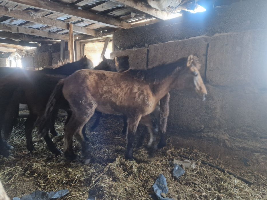 Продам 1 урхаши 2 ерке