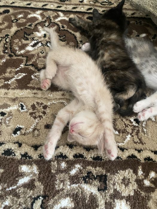 Отдам в добрые руки очаровательных котят
