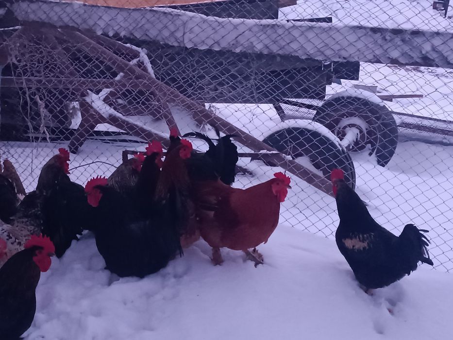 Әтештер бар 15 те