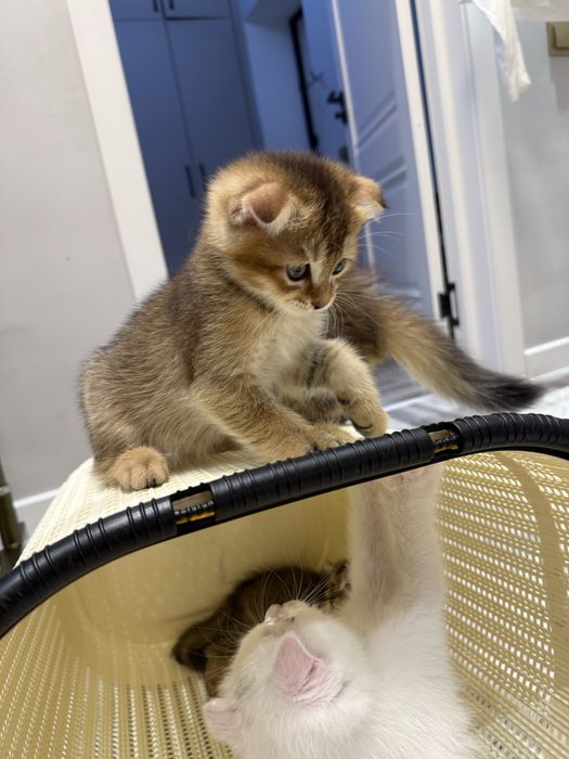 Кошка Шиншилла 2 месяцев