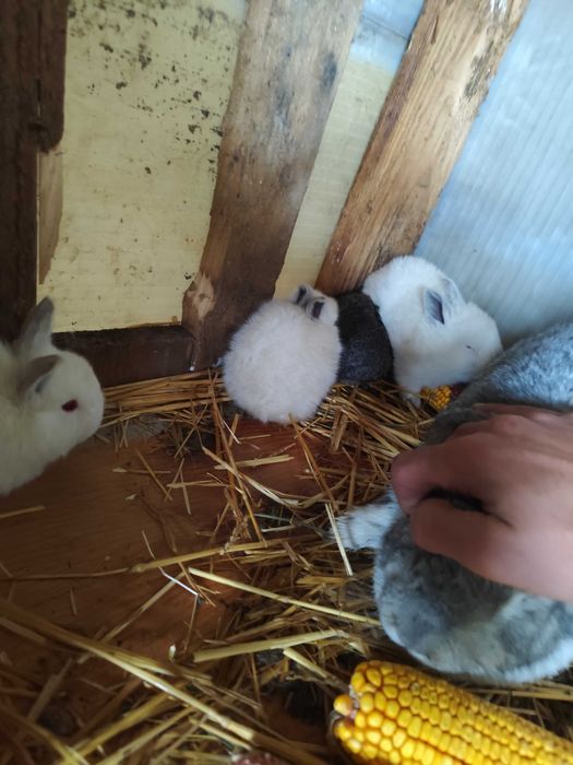 Iepurași de vanzare