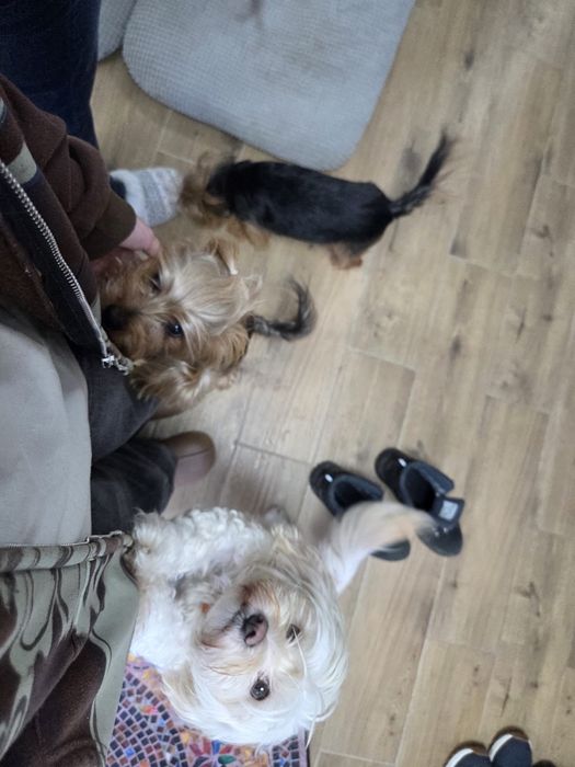 Cazare/ingrijire animale pe timp de zi/noapte