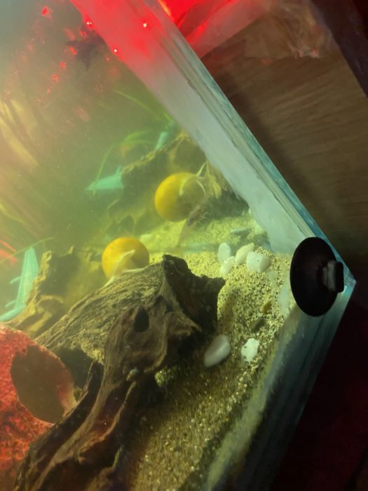 Продам аквариум с рыбками