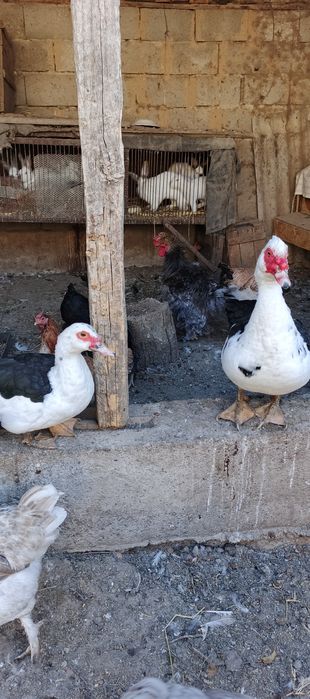 Продаются индоутки парочка