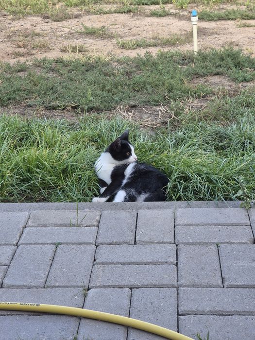Отдам котёнка в добрые руки