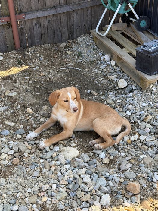 Catei pentru adoptie:)