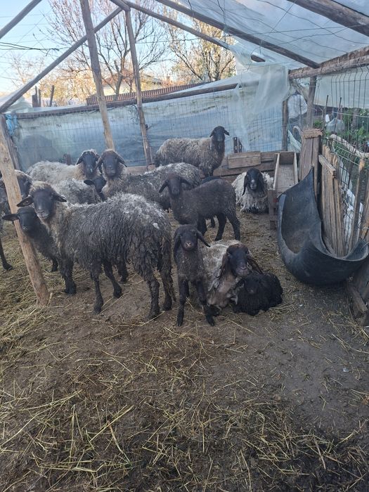 Vand OI carabase tinere fără miei