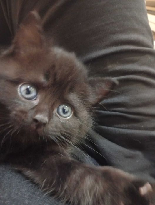 Отдам котят в добрые руки