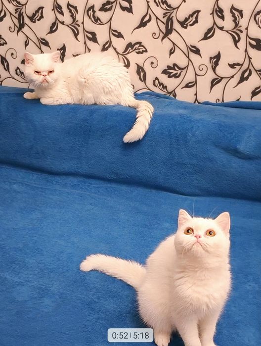 Экзотическая короткошерстная девочка