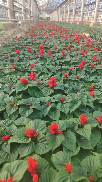 Salviya bohoriy mavsumiy gul