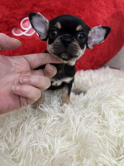 Мальчишечки чихуашечки