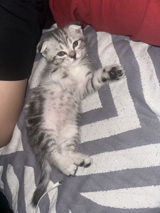 Вязка Шотландский вислоухий