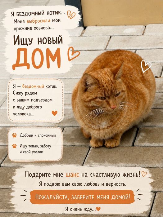 Отдам кошку в добрые руки