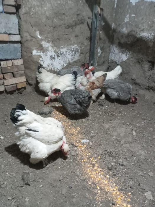 Продам куреи Голошейки