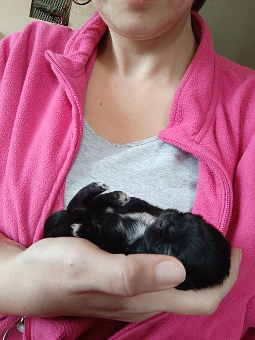 Пекинезчета родени на 12 февруари