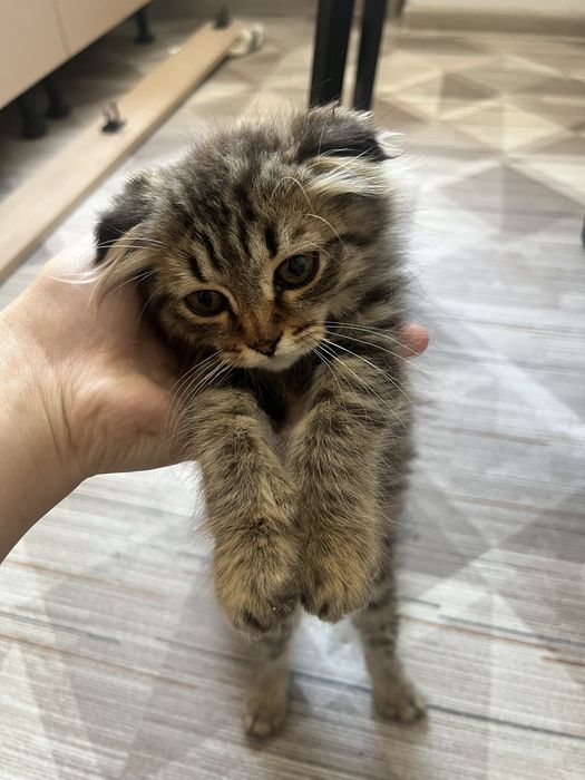 Отдам котят милых