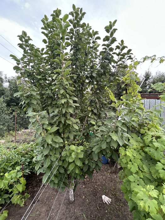 Продам дачу, 8 соток. 2 дачная.